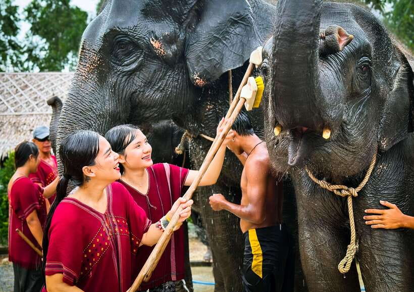 Phuket : Experience feeding and bathing elephants 1.5 Hrs. - Thai herb tea and photo time: small breaks that make the experience flow