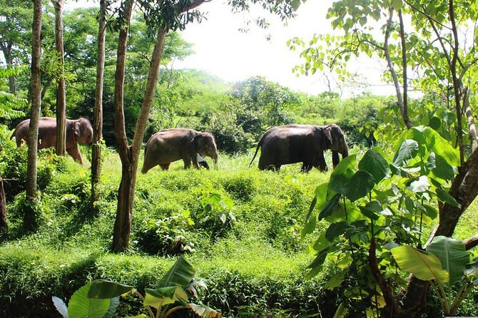 Phuket Guided Tour to Elephant Sanctuary with Hotel Transfers - Key highlights worth knowing
