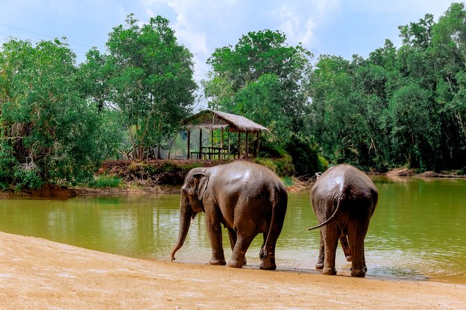 Phuket Guided Tour to Elephant Sanctuary with Hotel Transfers - Hotel transfers in Phuket: saving time for the elephants