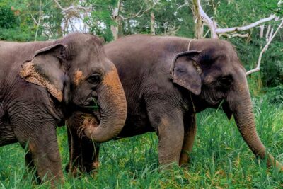 Phuket Guided Tour to Elephant Sanctuary with Hotel Transfers - Patong Hill Tribe Elephant Village: your hour on the trails
