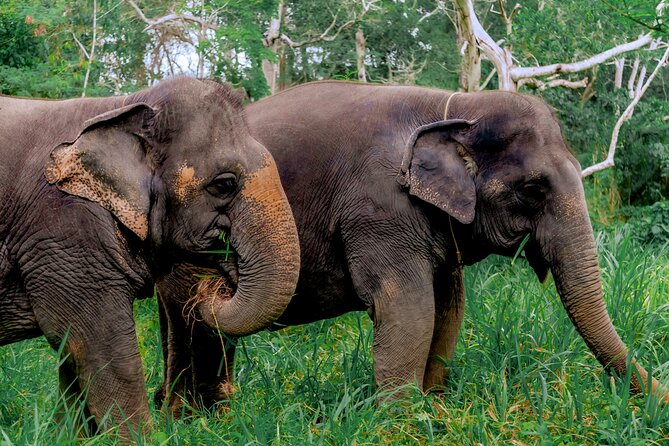 Phuket Guided Tour to Elephant Sanctuary with Hotel Transfers - Patong Hill Tribe Elephant Village: your hour on the trails