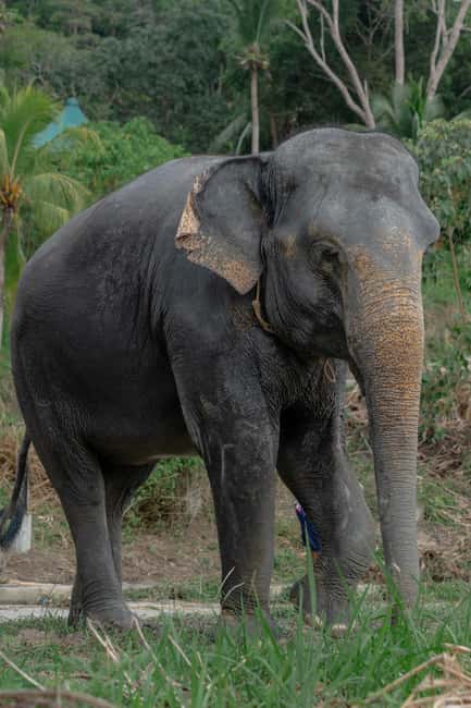 Phuket: Guided Walk Tour to Elephant Sanctuary with Transfer - Key Points You’ll Care About Before Booking