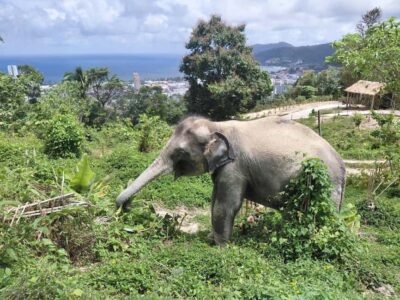 Phuket: Guided Walk Tour to Elephant Sanctuary with Transfer - The 90-Minute Timeline: Pickup, Van Ride, and Your Jungle Walk