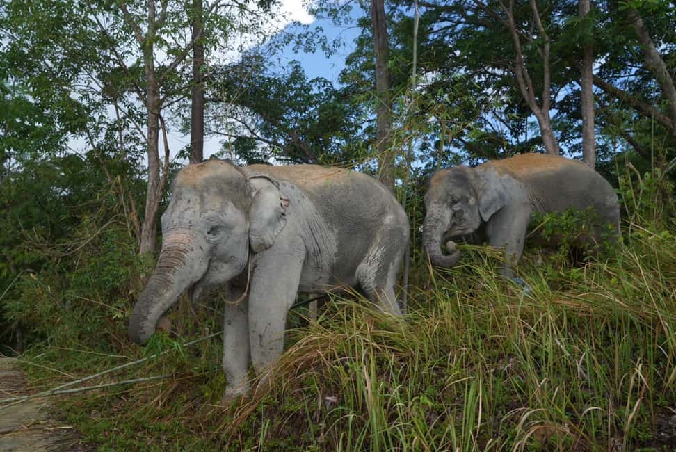 Phuket: Guided Walk Tour to Elephant Sanctuary with Transfer - Walking Through the Sanctuary’s Hillside Trails With a Live Guide
