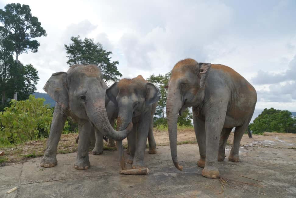 Phuket: Guided Walk Tour to Elephant Sanctuary with Transfer - Wild vs Captive: What You’ll Learn Beyond a Quick Comparison