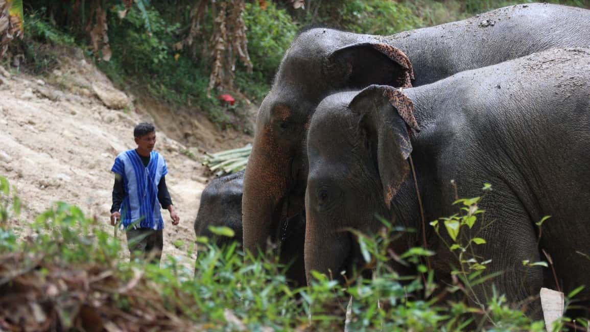 Phuket: Guided Walk Tour to Elephant Sanctuary with Transfer - The End-of-Tour Hand-Feeding Moment (What to Expect)