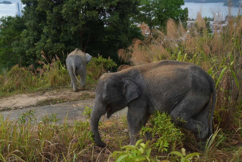 Phuket: Guided Walk Tour to Elephant Sanctuary with Transfer - Price and Value: Is $51 a Smart Phuket Use of Your Time?