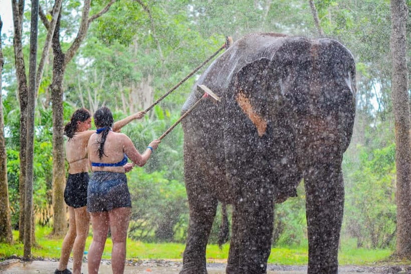 Phuket: Happy Hour Feed and Rain Shower with Elephant - The 2:30 pm elephant session at Lily Elephant Camp
