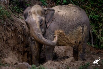 Phuket: Hidden Forest Elephant Reserve Guided Tour with Lunch - Pickup from Patong, Chalong, Nai Harn, Kata, and Karon: logistics that actually matter