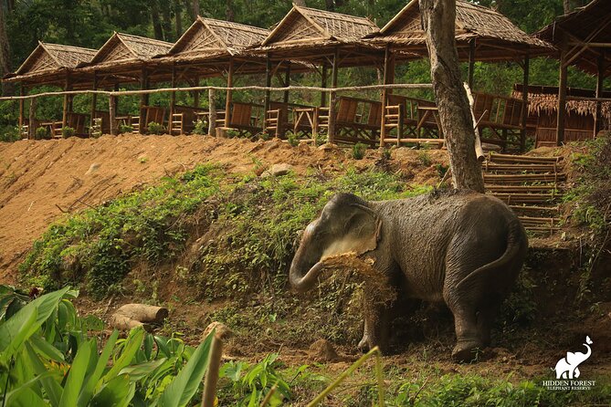 Phuket: Hidden Forest Elephant Reserve Guided Tour with Lunch - The forest walk with no set route: letting the elephants lead