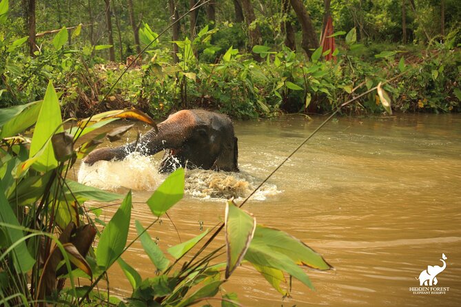 Phuket: Hidden Forest Elephant Reserve Guided Tour with Lunch - Bamboo observation huts and the Big Buddha valley views