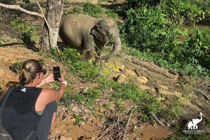 Phuket: Hidden Forest Elephant Reserve Guided Tour with Lunch - Vegetarian Thai buffet lunch: food plus time to watch