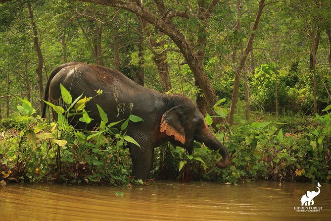 Phuket: Hidden Forest Elephant Reserve Guided Tour with Lunch - What to bring: shoes, hat, sunglasses, bug spray, and water planning