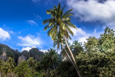 Phuket Phiphi-Phhpi Phuket Ferry include Transfer to hotel - Timing That Fits a Day Trip: 7:00 AM Roundtrip to 3:00 PM