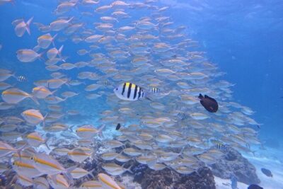 Phuket: Scuba Dive Racha and Coral Islands with Snorkeling Tour - Racha Island (Koh Racha Yai): Your First Underwater Session or Snorkeling Window