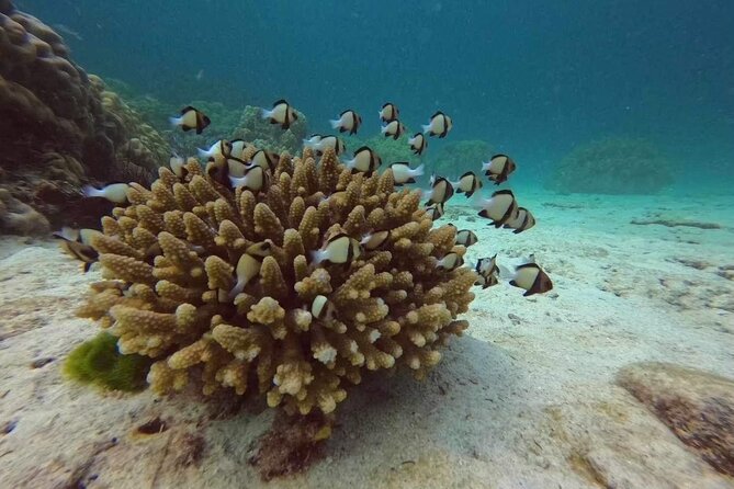 Phuket: Scuba Dive Racha and Coral Islands with Snorkeling Tour - Lunch on Racha: Buffet Lunch With a Scenic View