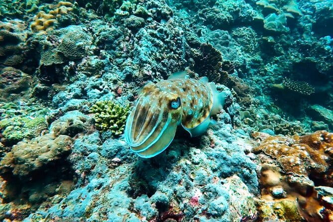Phuket Scuba Diving Maiton Private Island Small Group or Snorkel - What you actually do in the water (and how it adapts to you)