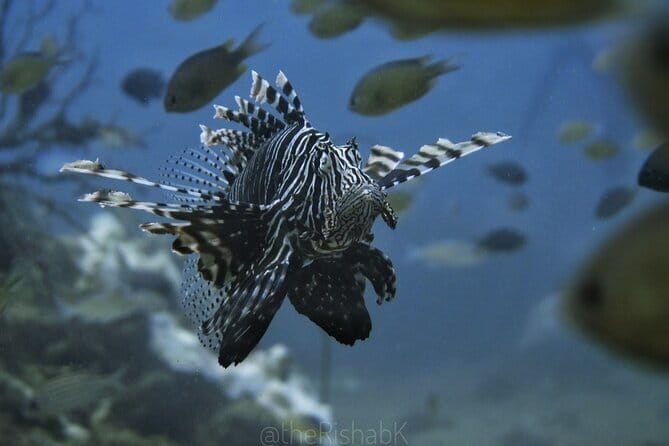 Phuket Scuba Diving Phi Phi Islands (Certified Divers Only) - Turtle Rock on Phi Phi Leh: Rock Formations You Can Follow