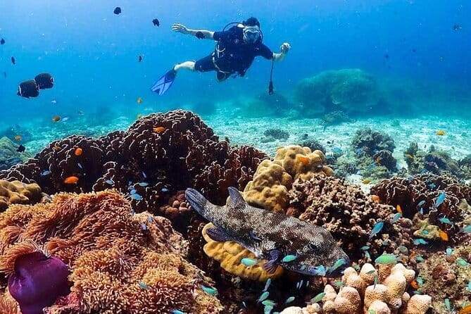 Phuket Scuba Diving Phi Phi Islands (Certified Divers Only) - Who This Trip Fits Best (And Who Should Think Twice)