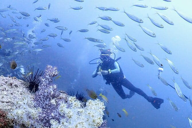 Phuket Scuba Diving Phi Phi Islands (Certified Divers Only) - Ko Bida Nok: Caves, Crevices, and a Strong Chance at Big Surprises