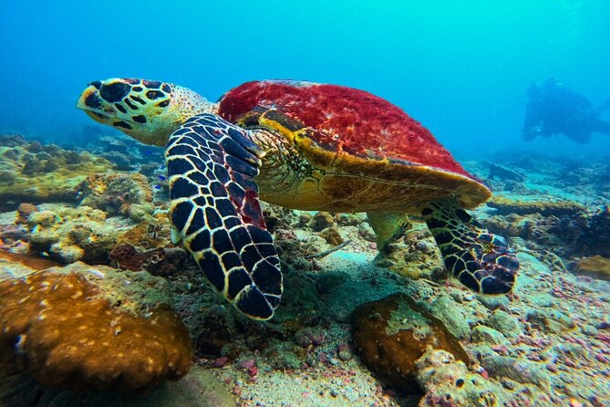 Phuket Scuba Diving: Racha Island Or Maiton Island For All Levels - Racha Island vs Maiton Island: which Phuket waters fit you
