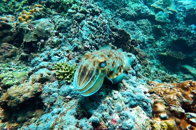 Phuket Scuba Diving: Racha Island Or Maiton Island For All Levels - Marine life expectations: what you might see, and what varies