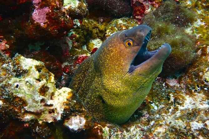 Phuket Scuba Diving: Racha Island Or Maiton Island For All Levels - Who should book this trip (and who should skip it)