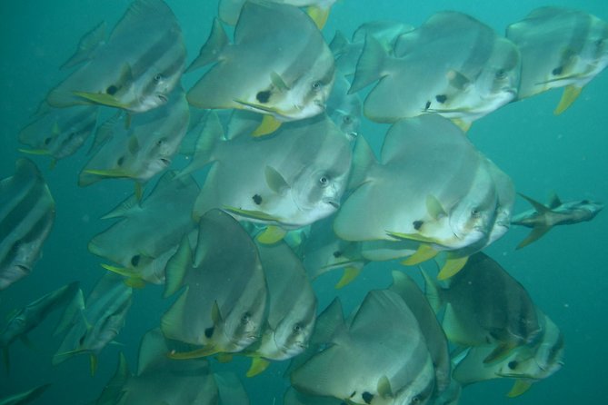 Private diving on shared trip at Racha Noi and Racha Yai from Phuket incl. lunch - What you’ll see: eels, fish life, lionfish, and the turtle moment