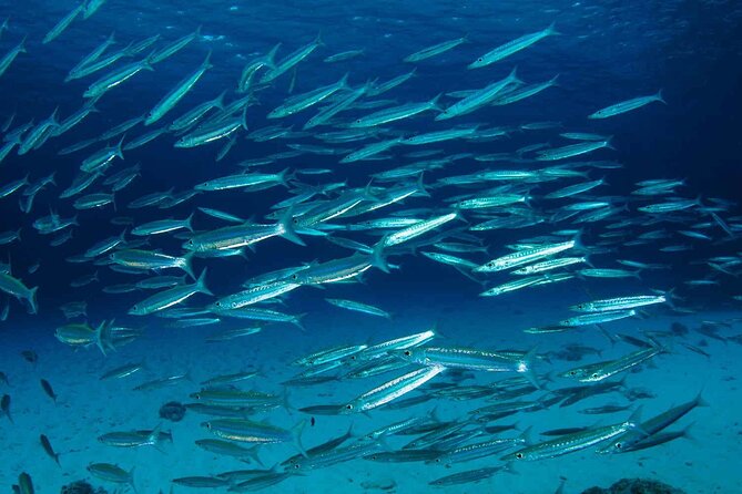 Private diving on shared trip at Racha Noi and Racha Yai from Phuket incl. lunch - Weather and sea conditions: the one factor you can’t muscle through