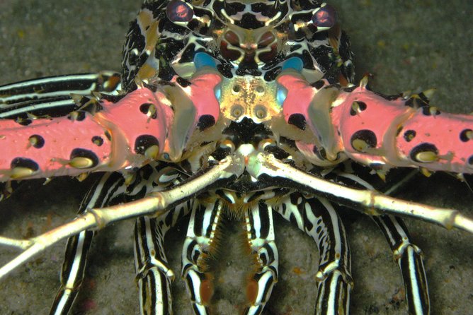 Racha Noi and Racha Yai Dive Trip from Phuket - Koh Racha Noi: two calm-ish sessions and lots of reef life