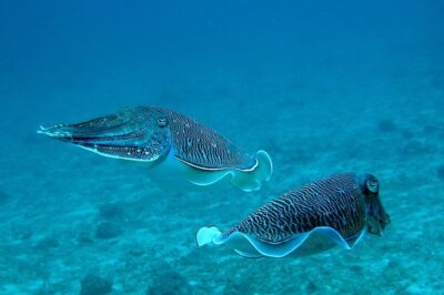 Racha Noi and Racha Yai Dive Trip from Phuket - The day on the water: how the timing usually feels
