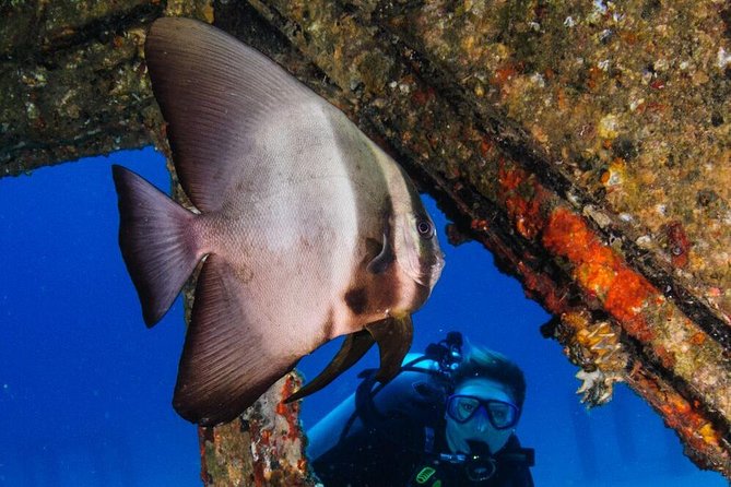 Racha Noi and Racha Yai Dive Trip from Phuket - Koh Racha Yai: one stronger session and the chance of wreck exploration