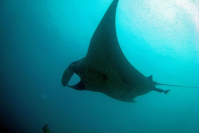 Racha Noi and Racha Yai Dive Trip from Phuket - Who guides you, and why the photo routine can be low-stress