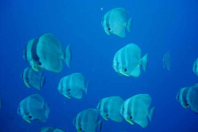 Racha Noi and Racha Yai Dive Trip from Phuket - What you’ll see: fish, squid, and the small moments