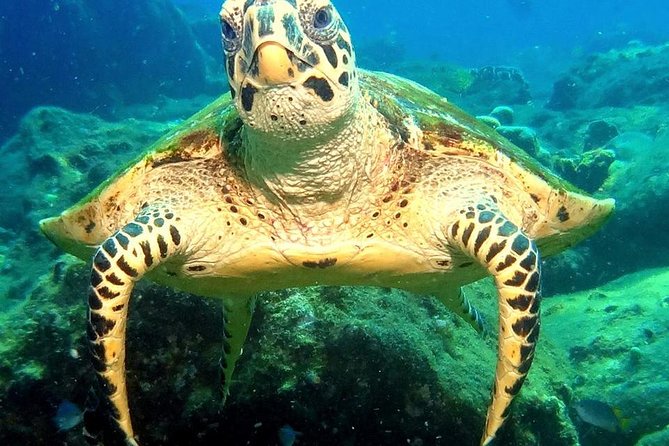 Refresher scuba diving trip, 3 dives at Racha Noi and Racha Yai - Instructor support: what individualized coaching looks like