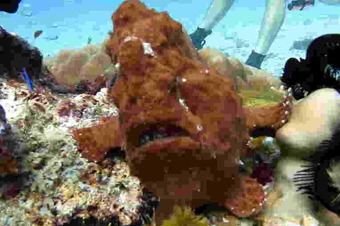 Refresher scuba diving trip, 3 dives at Racha Noi and Racha Yai - The equipment setup: less hassle, more focus