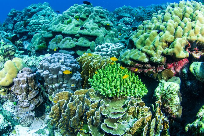 Scuba Diving Daytrip to Racha Yai - Chalong Pier morning: pickup, check-in, and getting ready fast