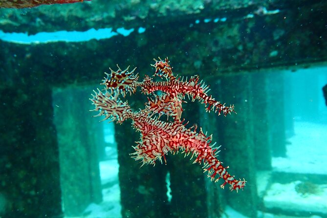 Scuba Diving Daytrip to Racha Yai - Snorkelers and non-certified guests: what’s included and what to expect