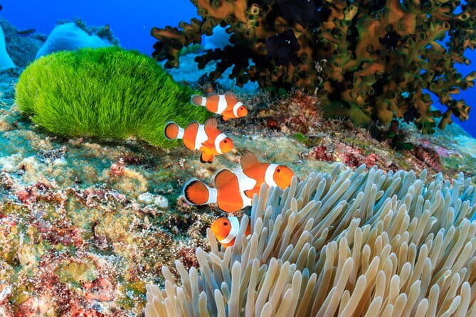 Similan Islands Full Day - Premium - Koh Ba Ngu (Island No. 9): a deeper snorkeling session