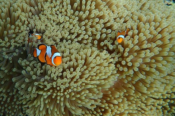 Snorkeling Tour to Coral & Maiton & Racha Island from Phuket - Rung Siam Pier pickup and transfers: avoiding extra 200 THB surprises