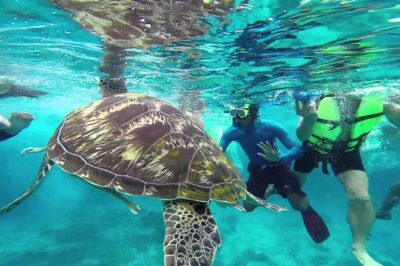Surin Islands Snorkeling Trip from Phuket - Chong Khad Bay and the Surin snorkeling zones: what to expect underwater