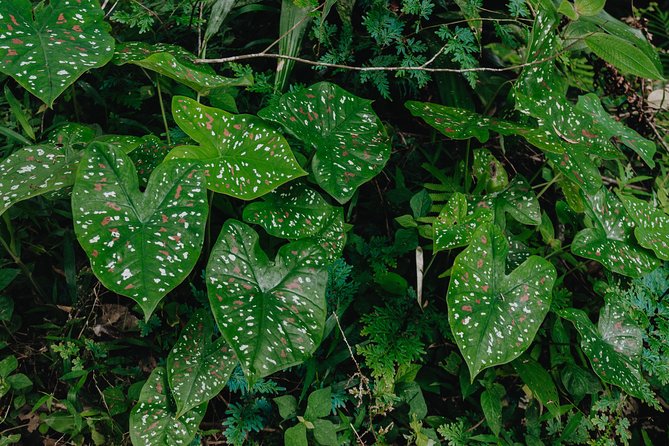 The Phuket Rites of Passage Eco Adventure - A Phuket Jungle Day That Feels Like a Journey, Not a Checklist