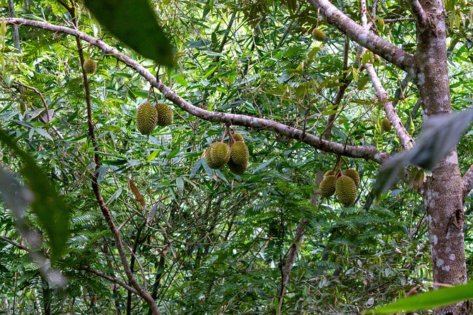 The Phuket Rites of Passage Eco Adventure - The Value: How $115 Adds Up When You Count What’s Included