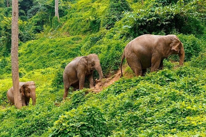 Zipline Experience in Phuket - The Included Perks That Make It Feel Like a Real Tour, Not Just Equipment